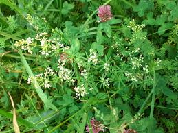 Attēlu rezultāti vaicājumam “Galium album flower”