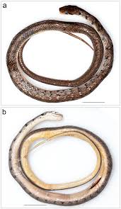 Attēlu rezultāti vaicājumam “Badhamia bethelii stalked”