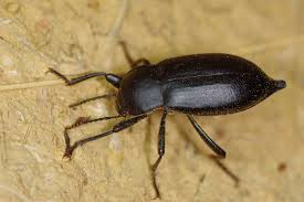 Attēlu rezultāti vaicājumam “Blaps mortisaga”