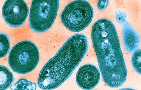 Attēlu rezultāti vaicājumam “Cyanophyta”