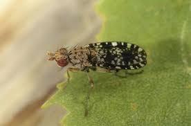 Attēlu rezultāti vaicājumam “Trypetoptera punctulata”