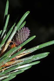 Attēlu rezultāti vaicājumam “Pinus mugo male flower”