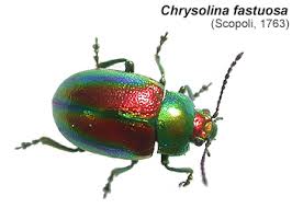 Attēlu rezultāti vaicājumam “Chrysolina staphylaea”