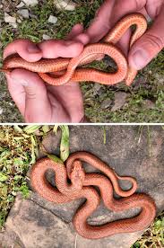 Attēlu rezultāti vaicājumam “Coronella austriaca”