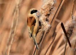 Image result for Remiz pendulinus