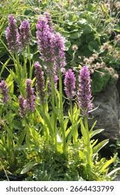 Attēlu rezultāti vaicājumam “Dactylorhiza russowii leaf”