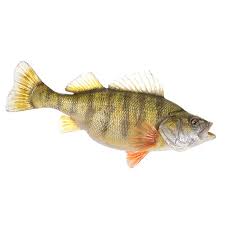 Image result for Perca flavescens