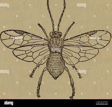 Attēlu rezultāti vaicājumam “Nematus salicis”