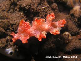 ผลการค้นหารูปภาพสำหรับ Bornella Anguilla
