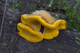 Attēlu rezultāti vaicājumam “Stereum hirsutum”