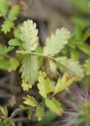 Attēlu rezultāti vaicājumam “Phragmidium sp.”