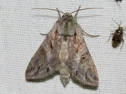 Attēlu rezultāti vaicājumam “Cucullia fraudatrix”