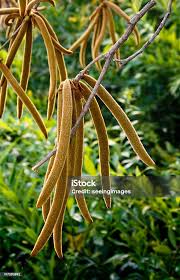 Attēlu rezultāti vaicājumam “Catalpa ovata fruit”