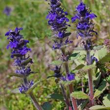 Attēlu rezultāti vaicājumam “Ajuga genevensis”