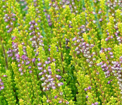 Attēlu rezultāti vaicājumam “Calluna vulgaris leaf”