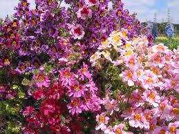 Image result for Schizanthus