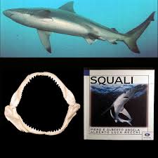 Image result for Carcharhinus brachyurus