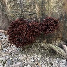 Attēlu rezultāti vaicājumam “Stemonitis splendens”