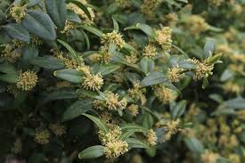 Attēlu rezultāti vaicājumam “Buxus sempervirens flower”