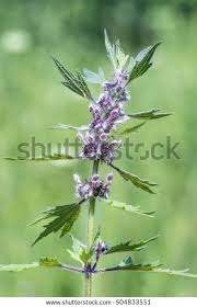 Attēlu rezultāti vaicājumam “Leonurus quinquelobatus flower”