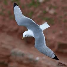 Attēlu rezultāti vaicājumam “Rissa tridactyla”