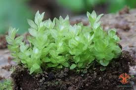 Attēlu rezultāti vaicājumam “Mnium stellare”