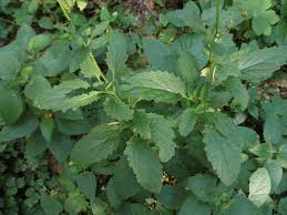 Attēlu rezultāti vaicājumam “Scrophularia nodosa leaf”