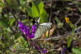 Attēlu rezultāti vaicājumam “Aporia crataegi pupa”