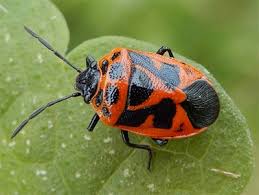 Attēlu rezultāti vaicājumam “Eurydema dominulus imago”