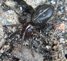 Attēlu rezultāti vaicājumam “Gnaphosidae”