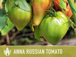Afbeeldingsresultaat voor anna russian tomato