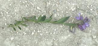 Attēlu rezultāti vaicājumam “Polygala vulgaris leaf”