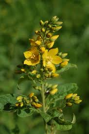 Attēlu rezultāti vaicājumam “Lysimachia vulgaris”