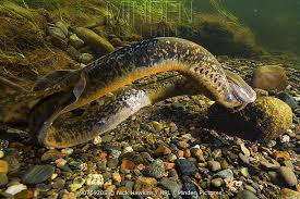 Image result for Petromyzon marinus