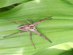 Attēlu rezultāti vaicājumam “Pisaura mirabilis male”