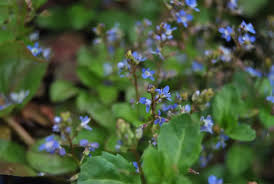 Attēlu rezultāti vaicājumam “Veronica beccabunga bud”