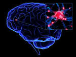 <b>Neurons</b> are specialized cells