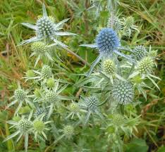 Attēlu rezultāti vaicājumam “Eryngium planum leaf”