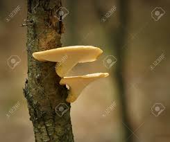 Attēlu rezultāti vaicājumam “Polyporus tuberaster”