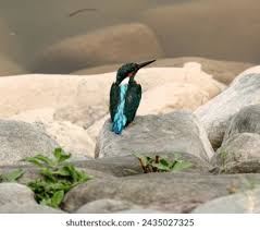 Attēlu rezultāti vaicājumam “Alcedo atthis nest”