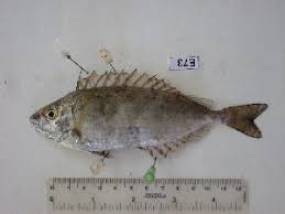 Image result for Siganus rivulatus