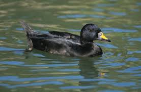 Attēlu rezultāti vaicājumam “Melanitta nigra”