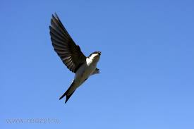 Attēlu rezultāti vaicājumam “Delichon urbicum juvenile”