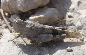 Attēlu rezultāti vaicājumam “Oedipoda caerulescens”