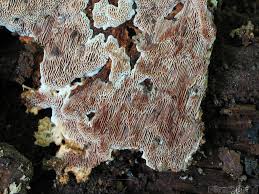 Attēlu rezultāti vaicājumam “Junghuhnia collabens”