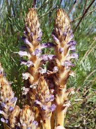 Attēlu rezultāti vaicājumam “Orobanche coerulescens bud”