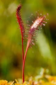 Attēlu rezultāti vaicājumam “Drosera anglica leaf”