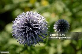 Attēlu rezultāti vaicājumam “Echinops sphaerocephalus leaf”