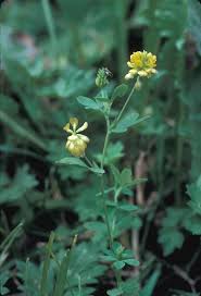 Attēlu rezultāti vaicājumam “Trifolium aureum leaf”