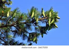 Attēlu rezultāti vaicājumam “Pinus peuce”